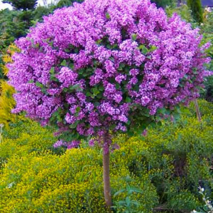 25 Purple Lilac Seeds - Seed World