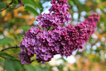 25 Purple Lilac Seeds - Seed World