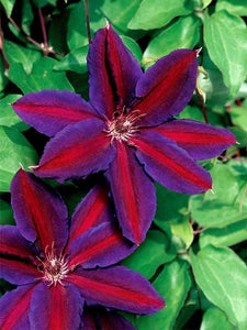 25 Purple Red Clematis Seeds - Seed World