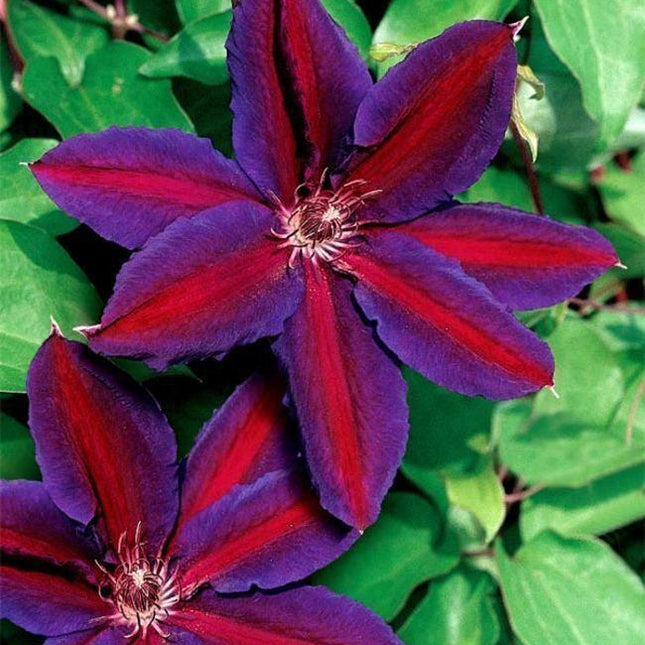 25 Purple Red Clematis Seeds - Seed World