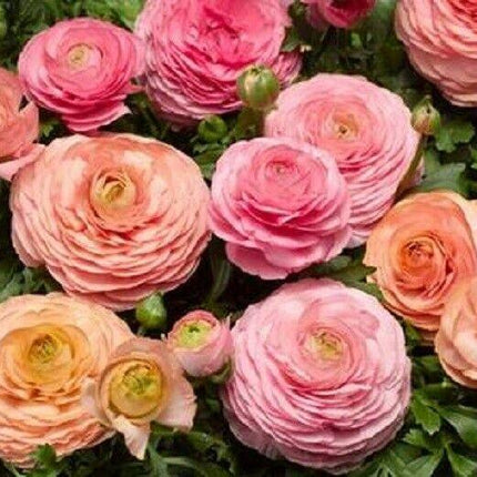 25 Ranunculus Seeds - Seed World