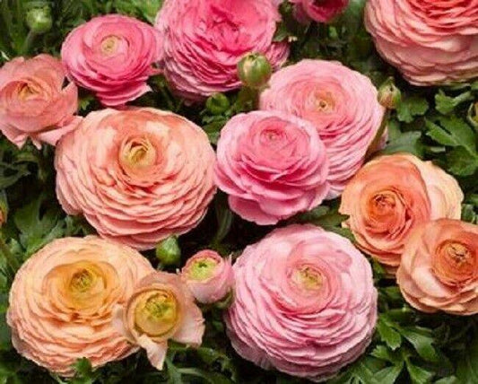 25 Ranunculus Seeds - Seed World