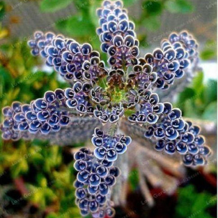 25 Rare Dark Blue Kalanchoe Seeds - Seed World
