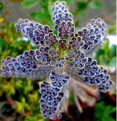 25 Rare Dark Blue Kalanchoe Seeds - Seed World