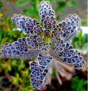 25 Rare Dark Blue Kalanchoe Seeds - Seed World