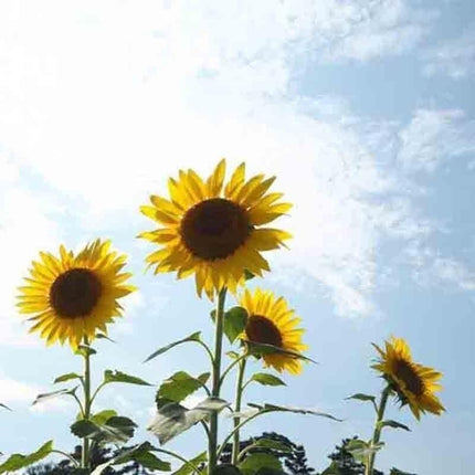 25 Rare Striped Super Tall Sunflower Seeds - Seed World