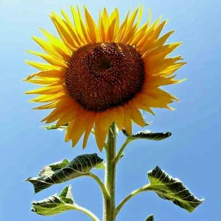 25 Rare Striped Super Tall Sunflower Seeds - Seed World