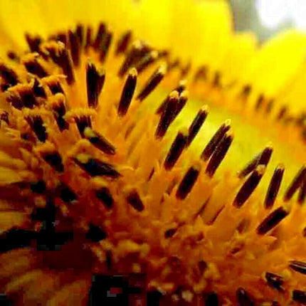 25 Rare Striped Super Tall Sunflower Seeds - Seed World