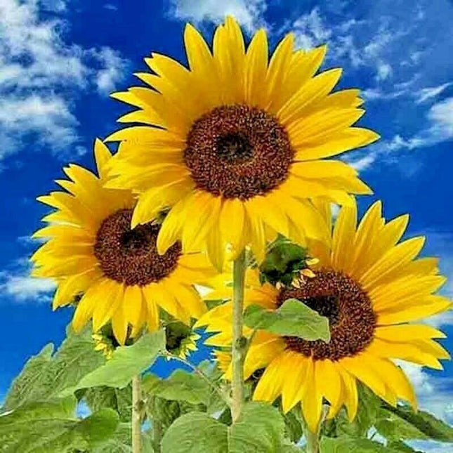 Three sunflowers against a blue sky with white clouds