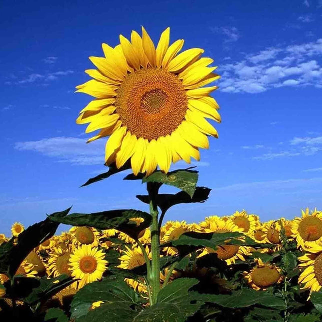 25 Rare Striped Super Tall Sunflower Seeds - Seed World