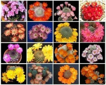 25 Rebutia Variety Mix Exotic Flowering Cactus Seeds - Seed World