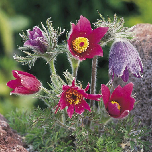 25 Red Anemone Flower Seeds - Seed World