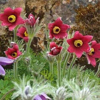 25 Red Anemone Flower Seeds - Seed World
