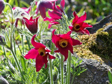 25 Red Anemone Flower Seeds - Seed World
