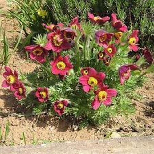 25 Red Anemone Flower Seeds - Seed World