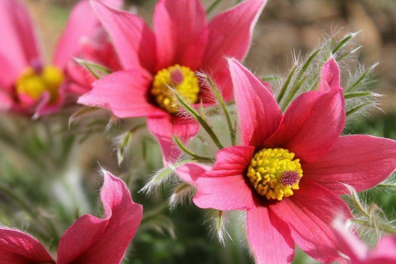 25 Red Anemone Flower Seeds - Seed World