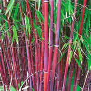 Red Bamboo Seeds - Seed World