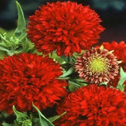 25 Red Gaillardia - Pulchella - Sundance Seeds - Seed World