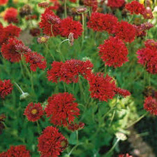 25 Red Gaillardia - Pulchella - Sundance Seeds - Seed World