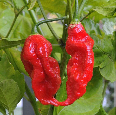25 Red Ghost Pepper - Bhut Jolokia Seeds - Seed World