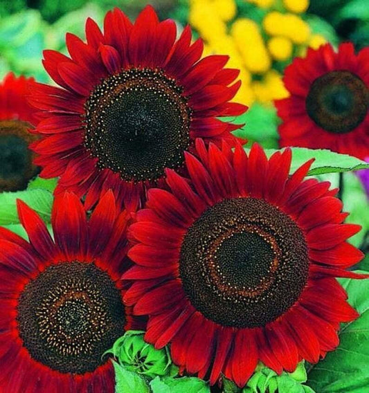 25 Red Sun Sunflower Seeds - Seed World