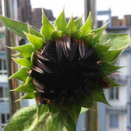 25 Red Sun Sunflower Seeds - Seed World