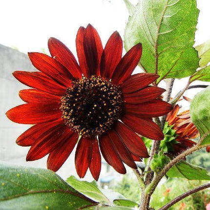 25 Red Sun Sunflower Seeds - Seed World