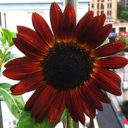 25 Red Sun Sunflower Seeds - Seed World