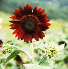 25 Red Sun Sunflower Seeds - Seed World