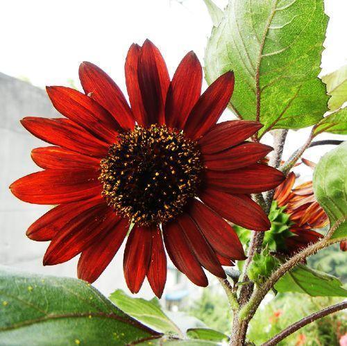 25 Red Sun Sunflower Seeds - Seed World