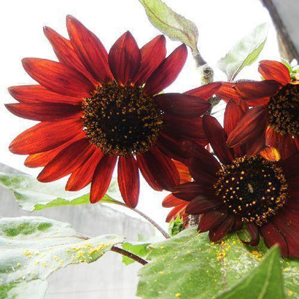 25 Red Sun Sunflower Seeds - Seed World