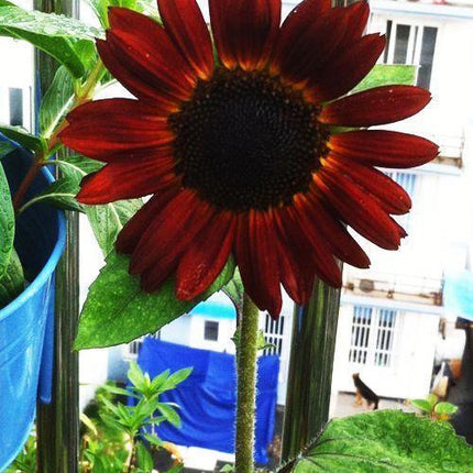25 Red Sun Sunflower Seeds - Seed World