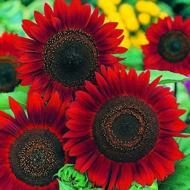 25 Red Sun Sunflower Seeds - Seed World