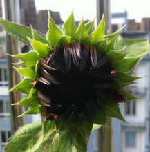 25 Red Sun Sunflower Seeds - Seed World
