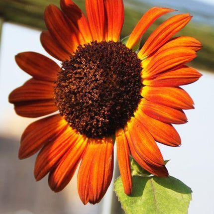 25 Red Sun Sunflower Seeds - Seed World
