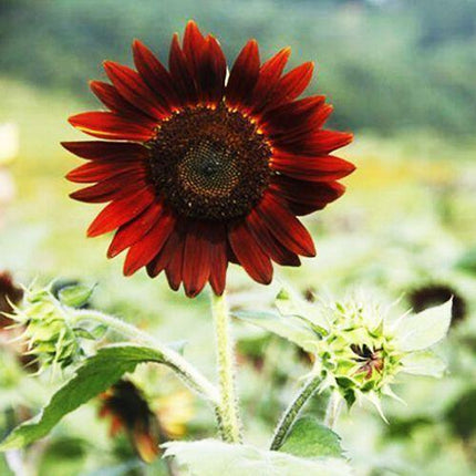 25 Red Sun Sunflower Seeds - Seed World