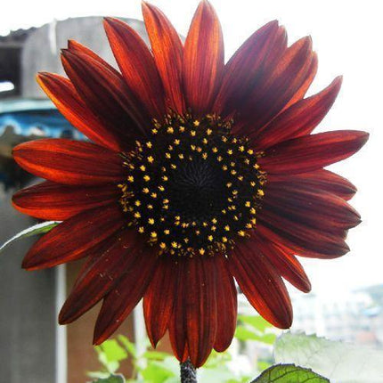 25 Red Sun Sunflower Seeds - Seed World