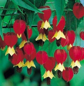 25 Red Yellow Bleeding Heart Seeds - Seed World