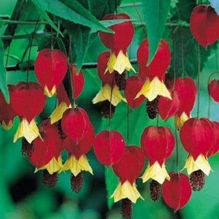 25 Red Yellow Bleeding Heart Seeds - Seed World