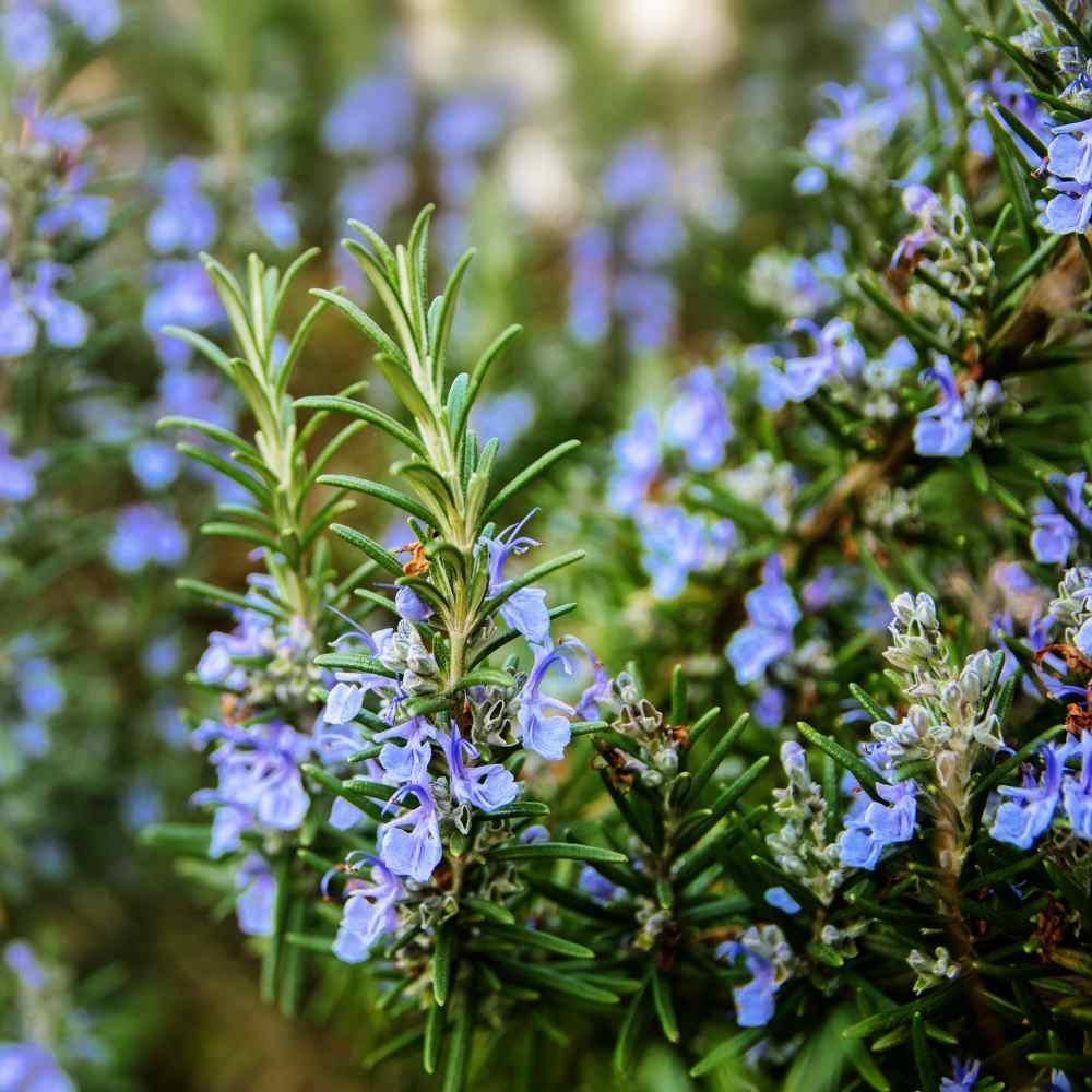 25 Rosemary (Rosemarinus Officinalis) Seeds - Seed World