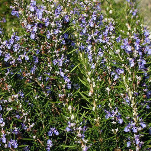 25 Rosemary (Rosemarinus Officinalis) Seeds - Seed World