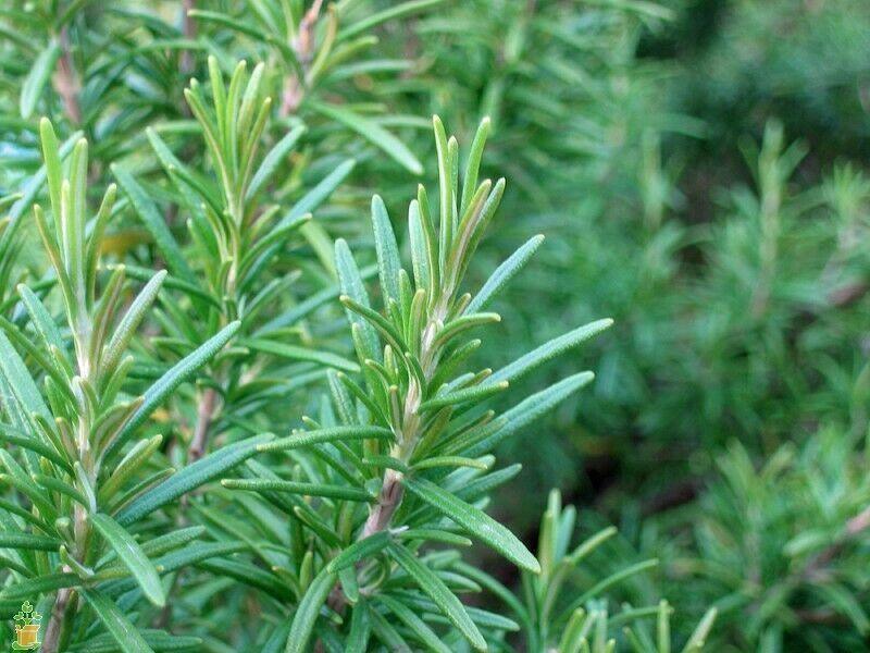 25 Rosemary (Rosemarinus Officinalis) Seeds - Seed World