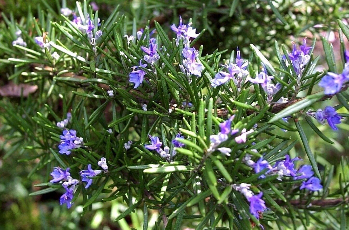 25 Rosemary (Rosemarinus Officinalis) Seeds - Seed World