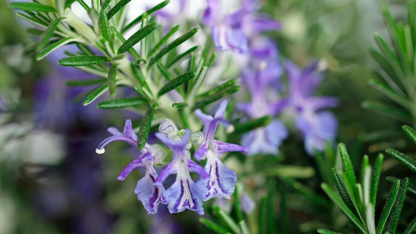 25 Rosemary (Rosemarinus Officinalis) Seeds - Seed World
