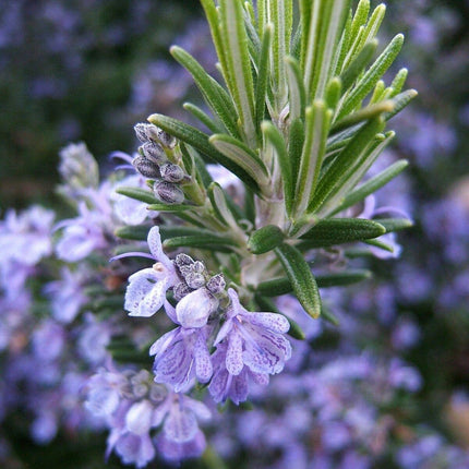 25 Rosemary (Rosemarinus Officinalis) Seeds - Seed World
