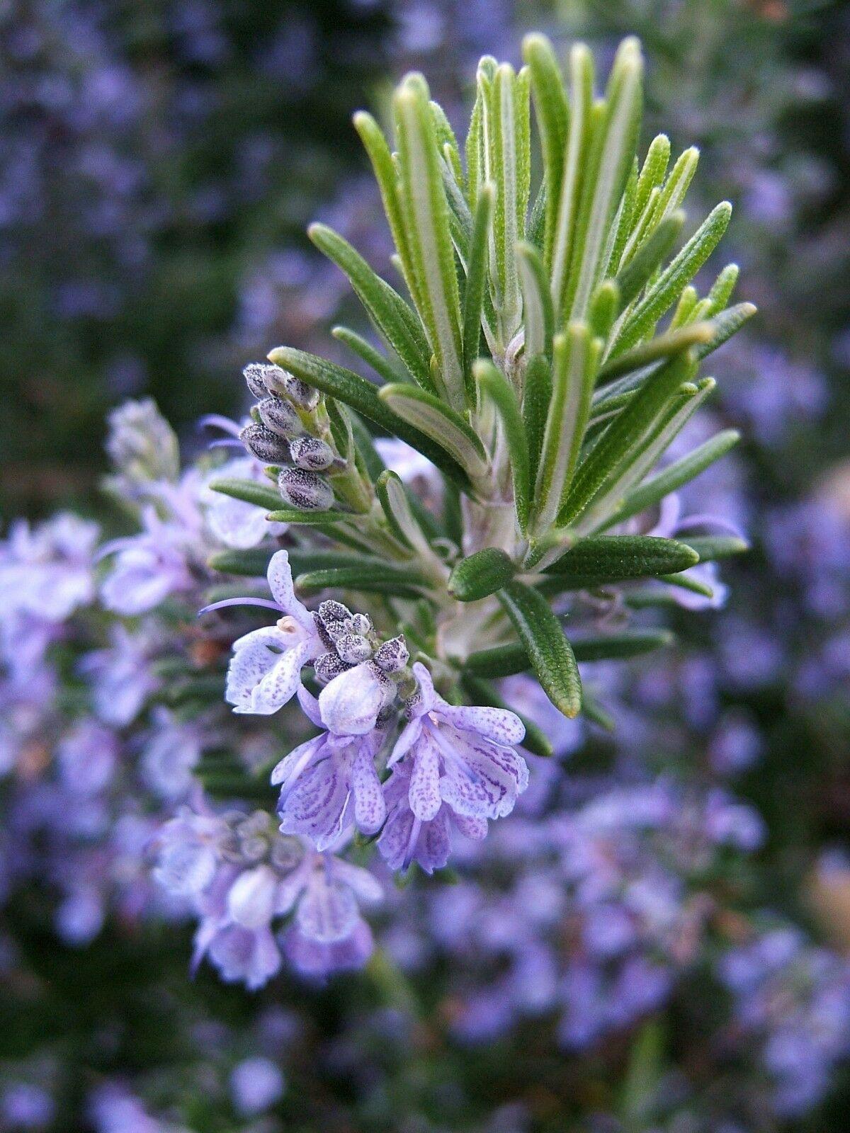 25 Rosemary (Rosemarinus Officinalis) Seeds - Seed World