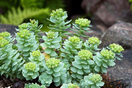 25 Roseroot Stonecrop Seeds - Seed World