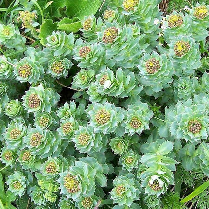 25 Roseroot Stonecrop Seeds - Seed World
