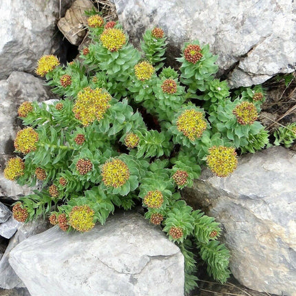 25 Roseroot Stonecrop Seeds - Seed World