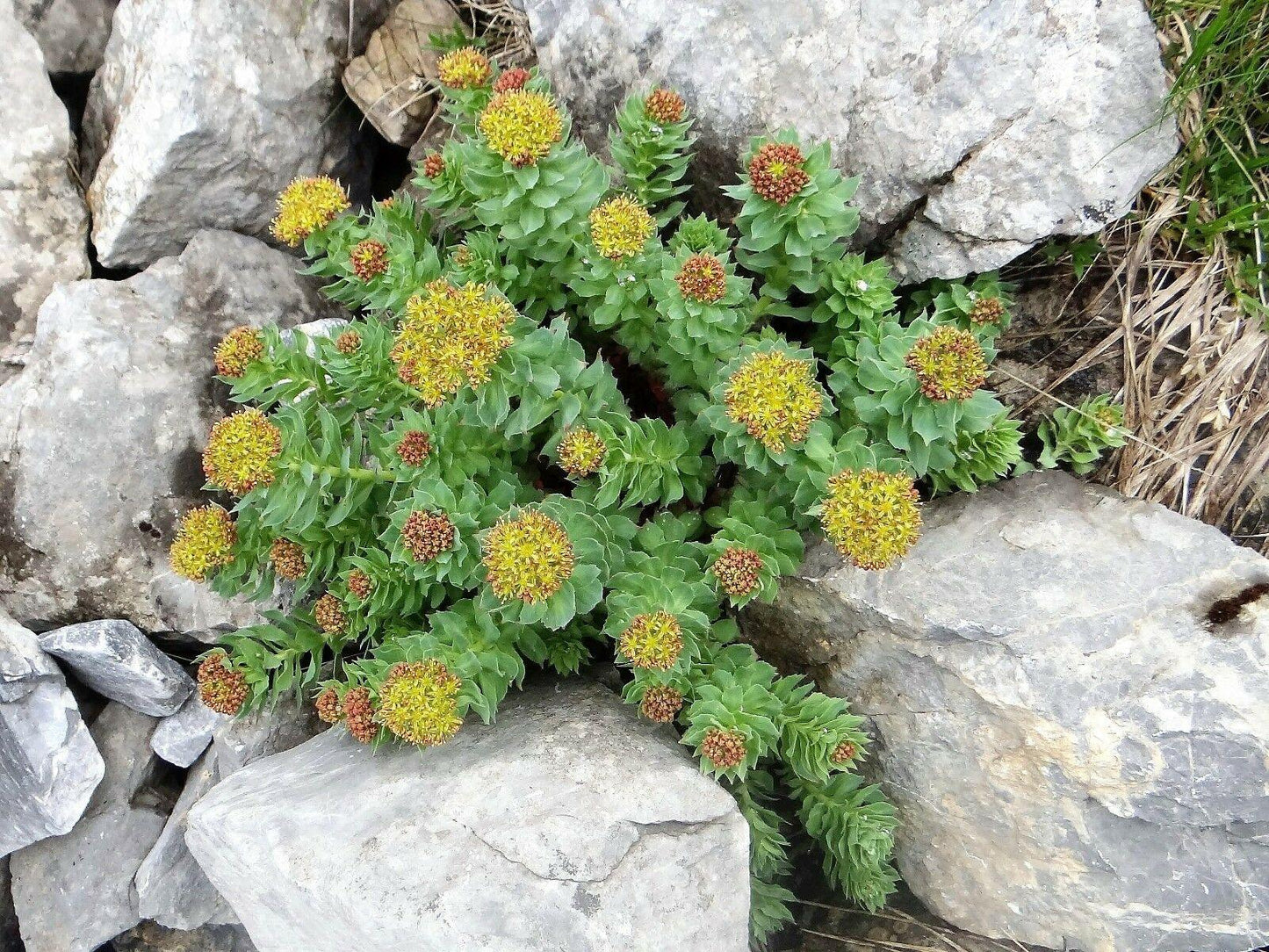 25 Roseroot Stonecrop Seeds - Seed World